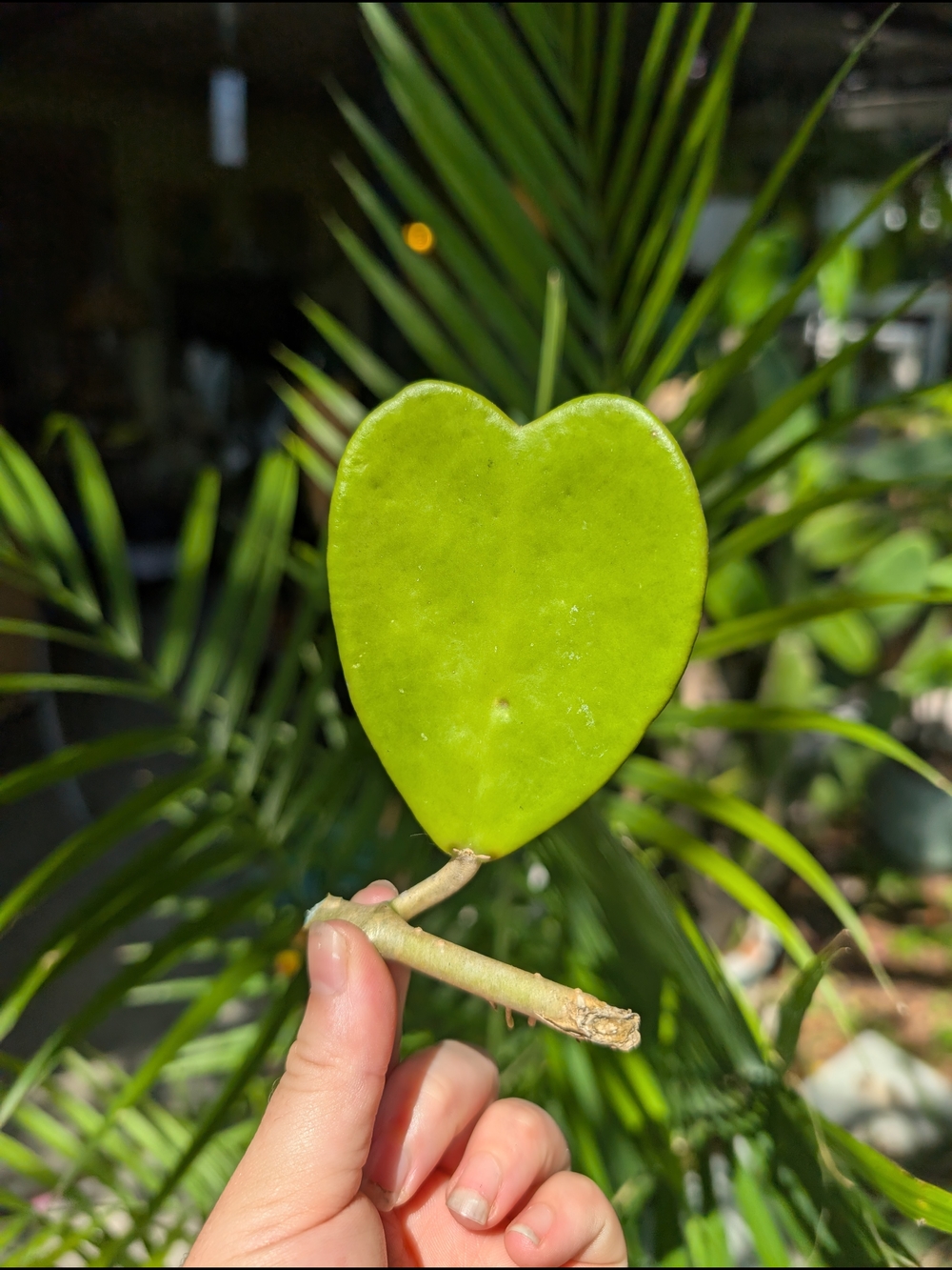 Heart Leaf Hoya Cutting